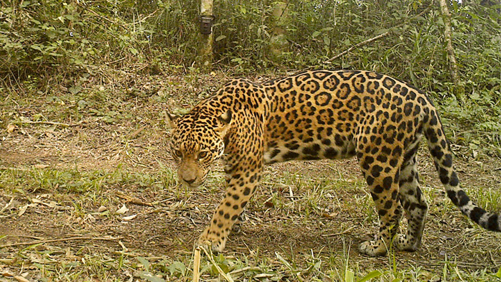 Nuevo hallazgo de yaguareté en el Parque Nacional Río Pilcomayo: un paso más para la conservación de la especie 