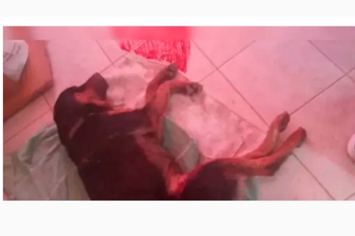 Violencia animal: acribillaron a un perro a balazos y su familia exige justicia