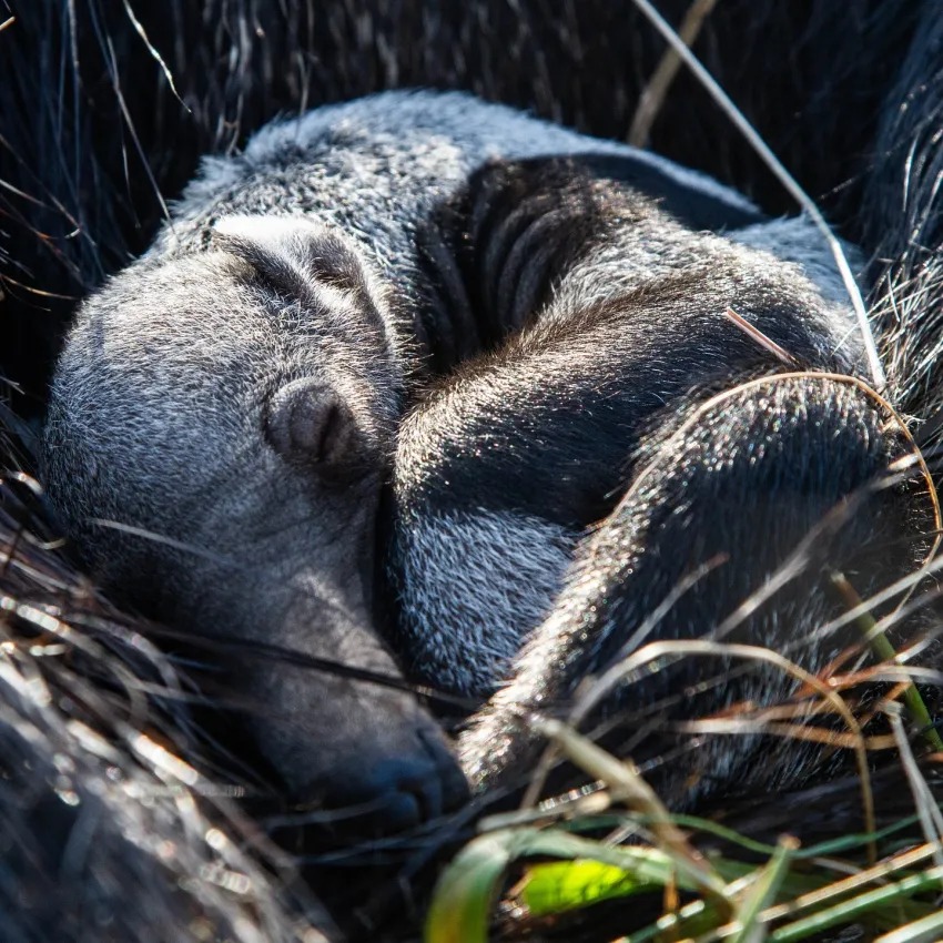 Histórico: Nacieron osos hormigueros mellizos en el Iberá