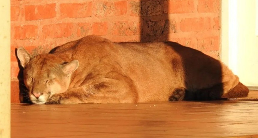 Corrientes: hallan a un puma durmiendo en un centro cívico; el ejemplar fue rescatado por Flora y Fauna
