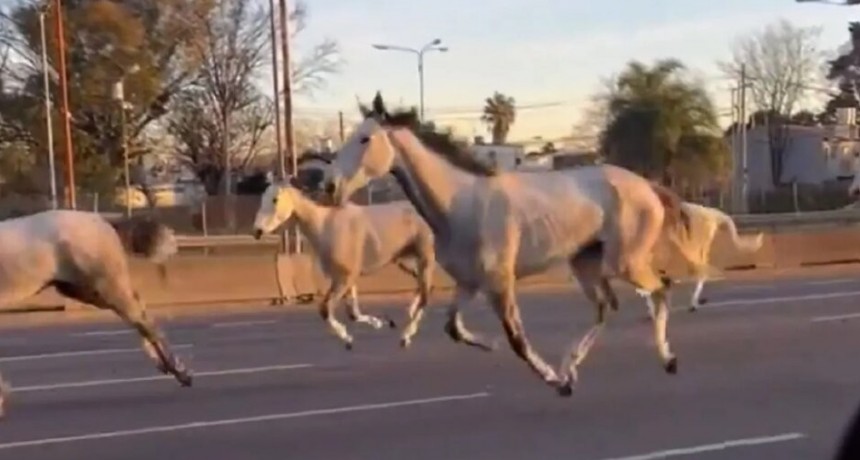 La explicación detrás de los 46 caballos que aparecieron corriendo en la Panamericana