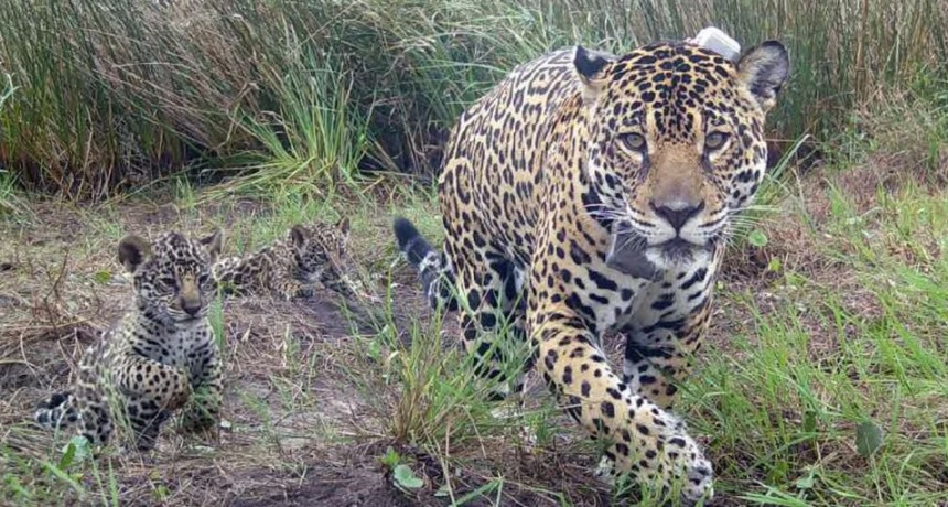 Caza ilegal: mataron y cuerearon a uno de los cinco yaguaretés que había en Formosa
