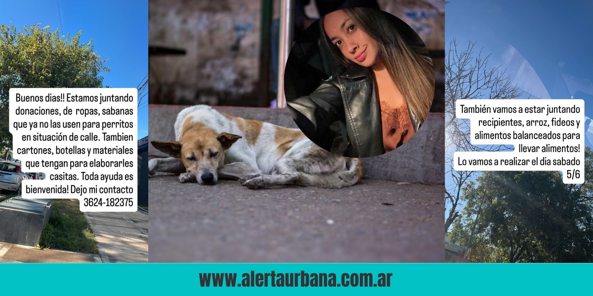 Ola polar: joven impulsa en Resistencia campaña para abrigar a perros callejeros