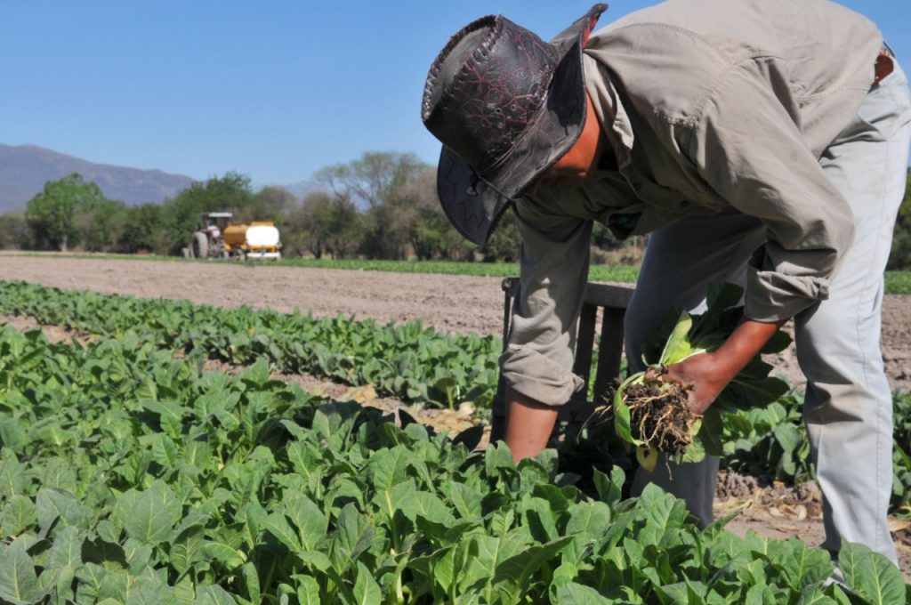 Hoy es el Día de la Agricultura Nacional
