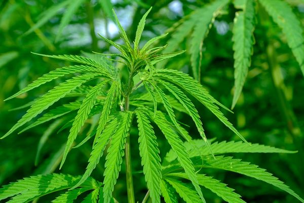Proponen ley provincial para garantizar el acceso seguro al cannabis medicinal en Chaco