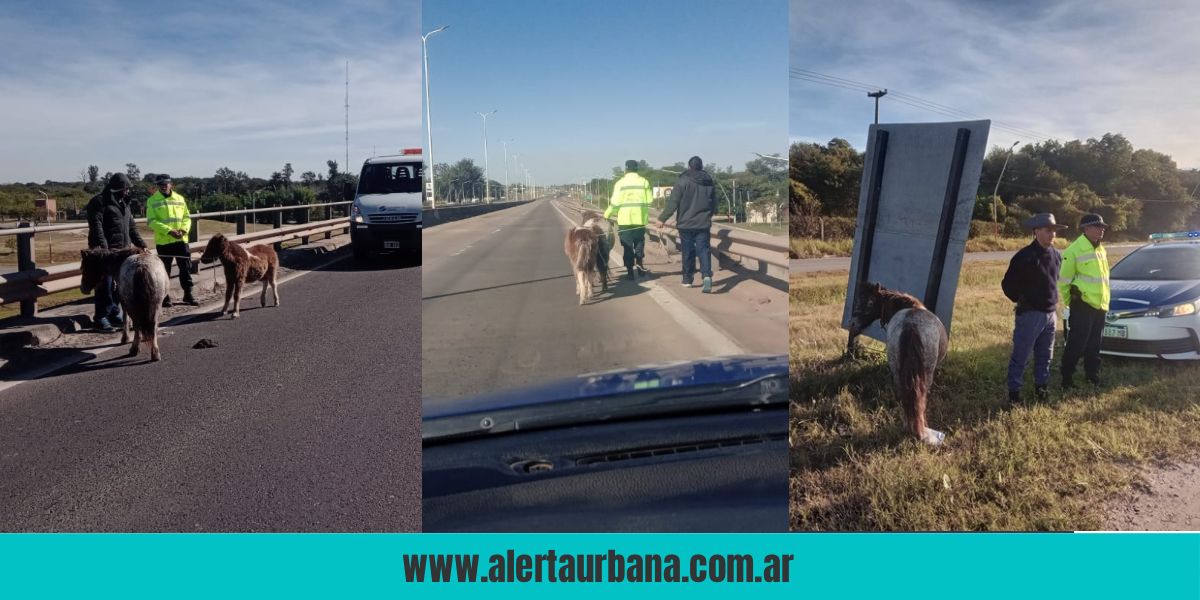 Peligro: secuestran dos ponys sueltos en plena ruta