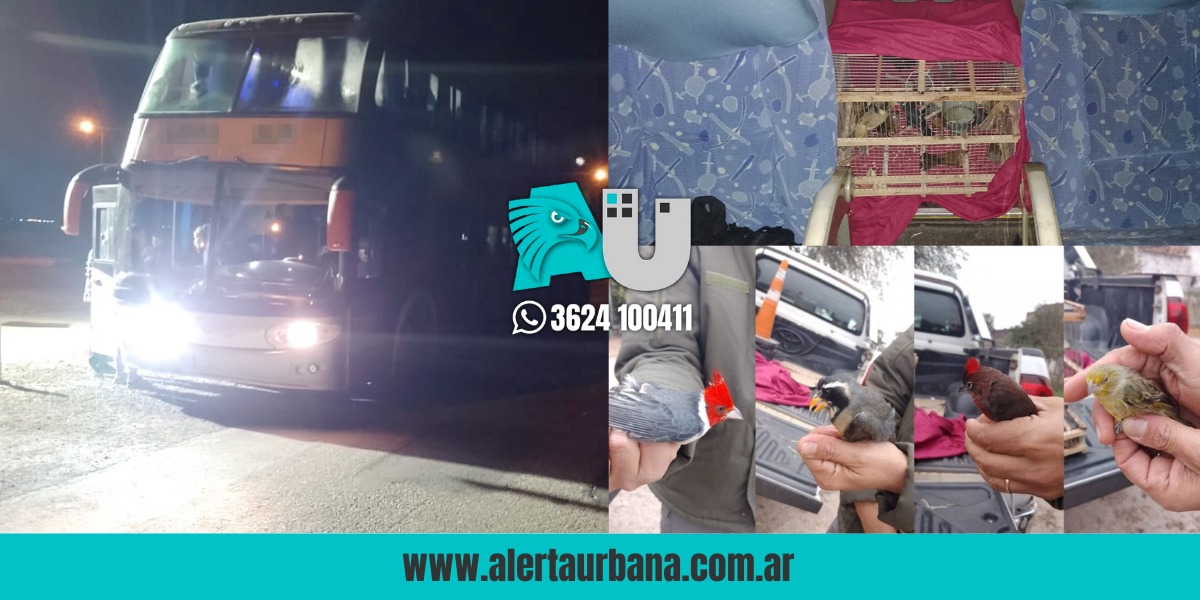 Rescatan en Santa Sylvina aves silvestres transportadas ilegalmente en un micro que iba a Rosario
