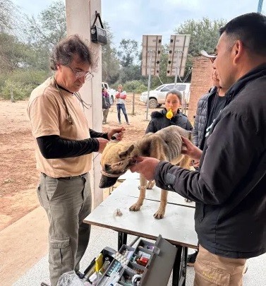 Nuevo operativo de esterilización de perros y gatos en un paraje del Impenetrable  