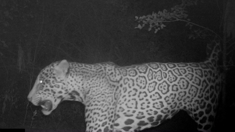 Sorpresa en Formosa: registran un nuevo yaguareté en el Parque Nacional Río Pilcomayo