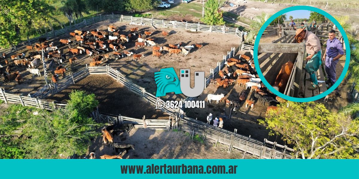 Allanamiento en La Leonesa: Secuestran 31 animales vinculados a Osuna en caso de abigeato