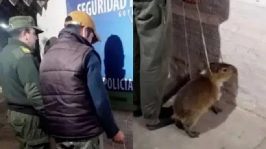 Goya: Intentó vender una cría de carpincho en redes sociales y lo detuvieron
