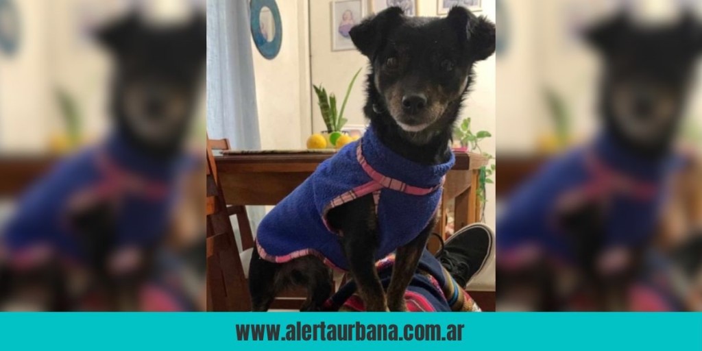 Buscan a Chiqui: la perrita está extraviada desde el viernes 11
