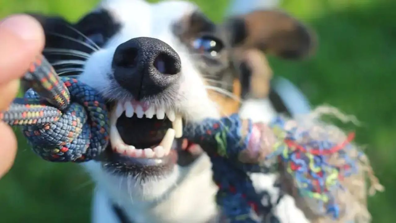 Estudio del Ministerio de Salud alerta sobre la suba de casos de mordeduras de perros