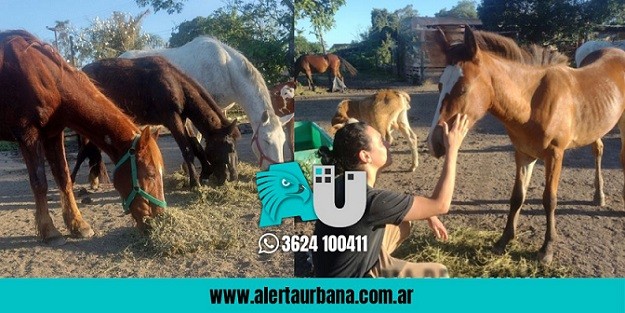 Venden alfajores para alimentar a caballos rescatados del maltrato 