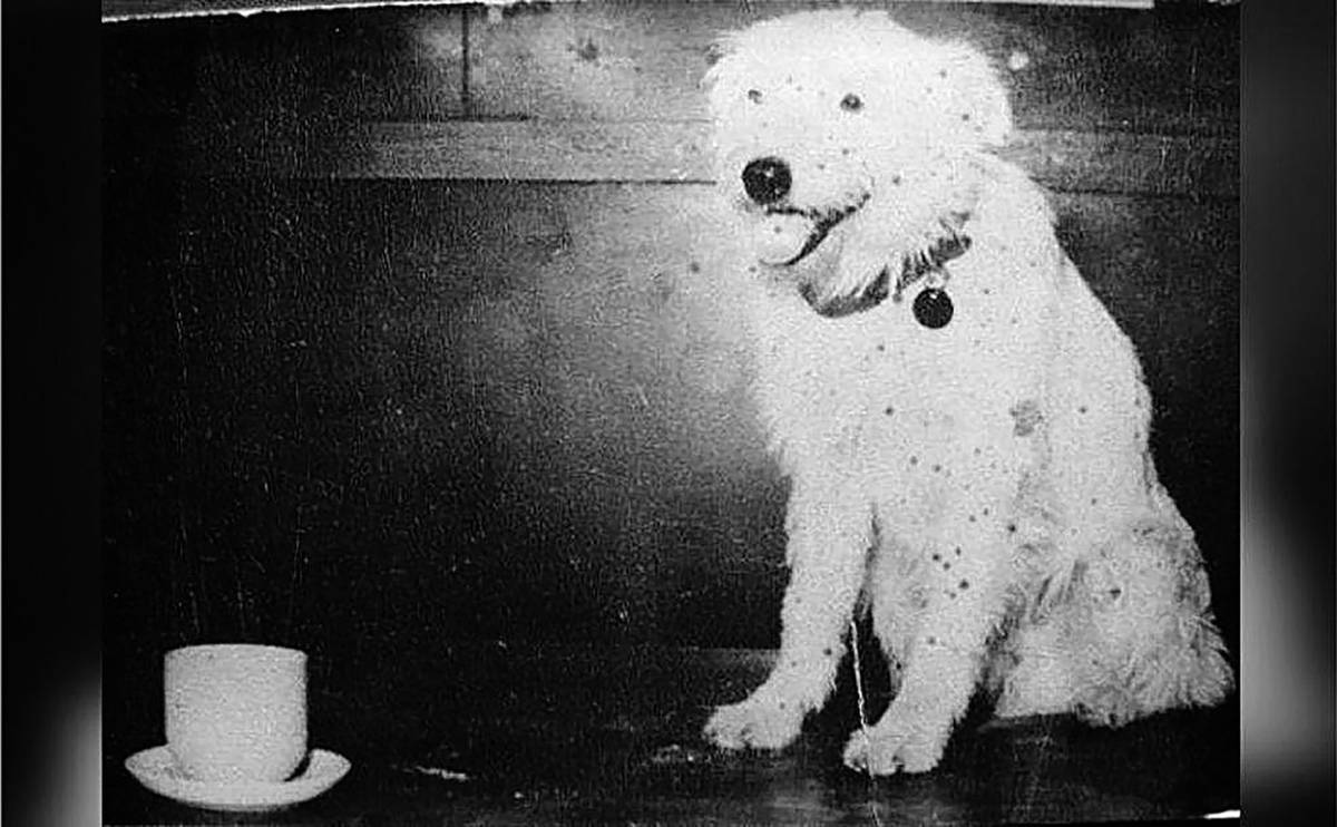 Hoy es el Día Mundial del Perro: por qué se conmemora cada 21 de julio 