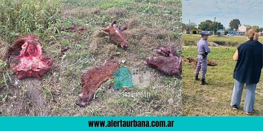 Investigan quién está detrás de la faena de un caballo en Resistencia