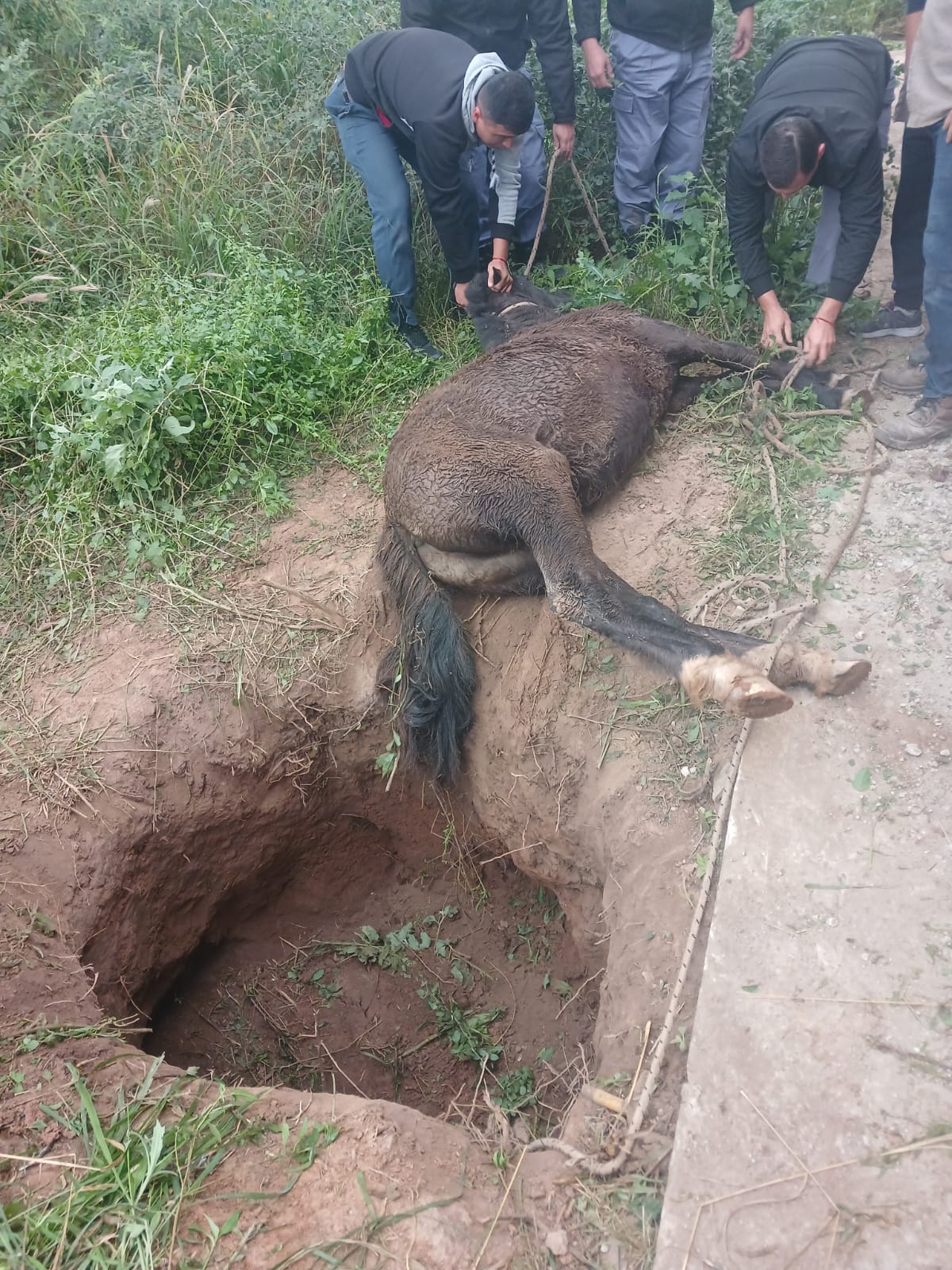 Rescatan a potrillo que cayó en un pozo en Castelli