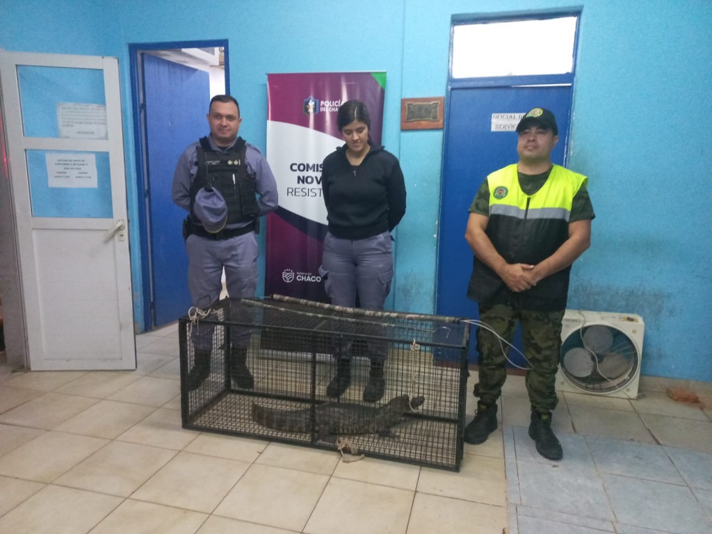 Rescataron a un yacaré que deambulaba desorientado, en plena urbanización  