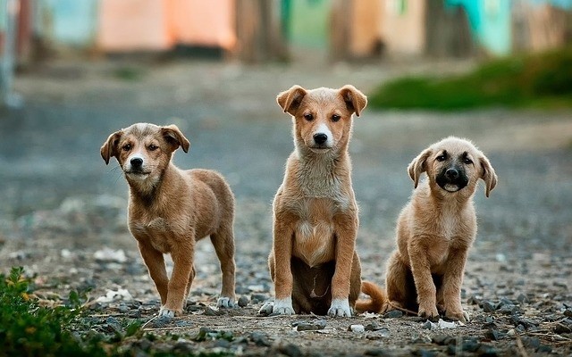 Hoy es el Día Mundial del Perro Callejero