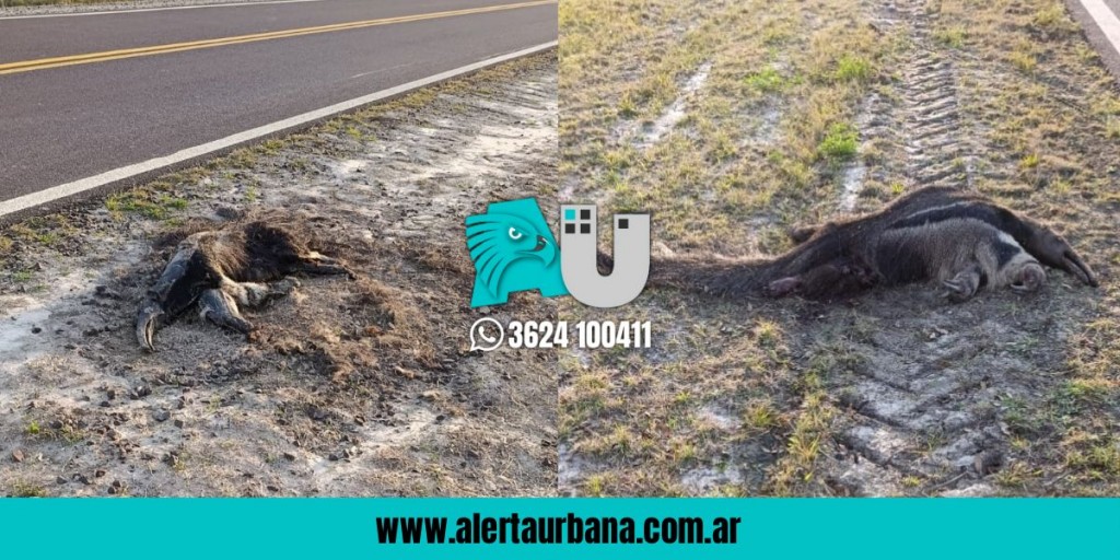  Hallan dos osos hormigueros muertos al costado de una ruta, cerca de Colonia Baranda