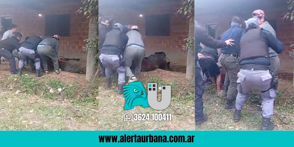 Barranqueras: la fuerza de policías y vecinos sacó a un caballo que cayó en una zanja