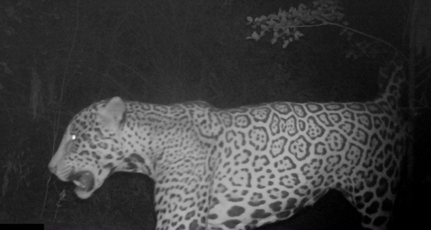 Sorpresa en Formosa: registran un nuevo yaguareté en el Parque Nacional Río Pilcomayo