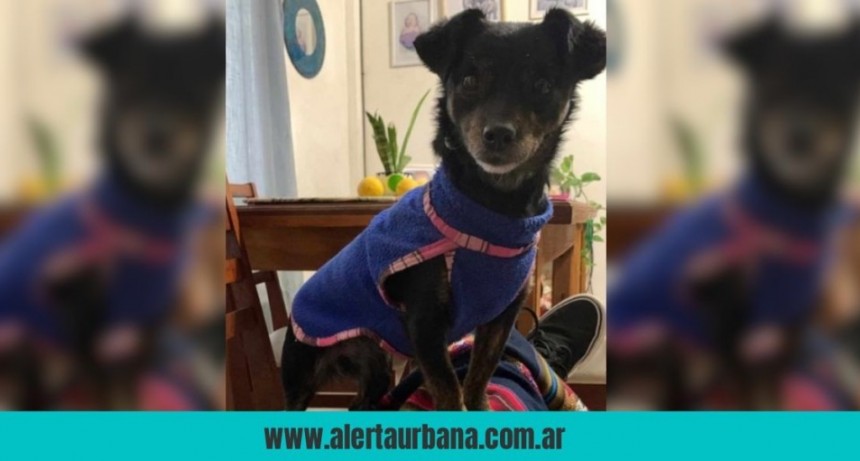 Buscan a Chiqui: la perrita está extraviada desde el viernes 11
