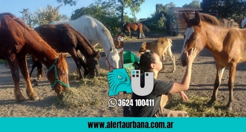 Venden alfajores para alimentar a caballos rescatados del maltrato 