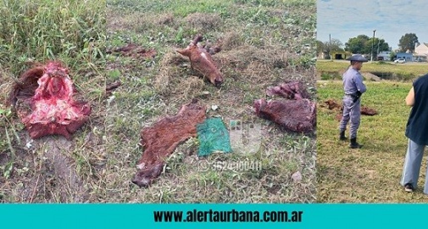 Investigan quién está detrás de la faena de un caballo en Resistencia