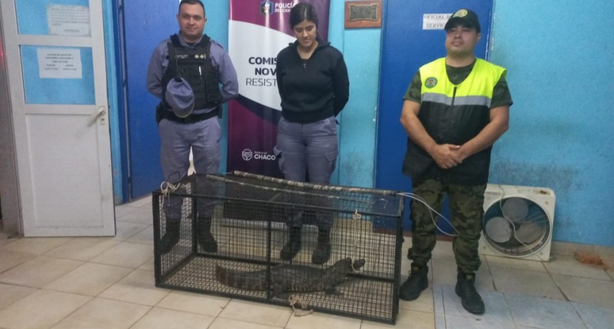 Rescataron a un yacaré que deambulaba desorientado, en plena urbanización  