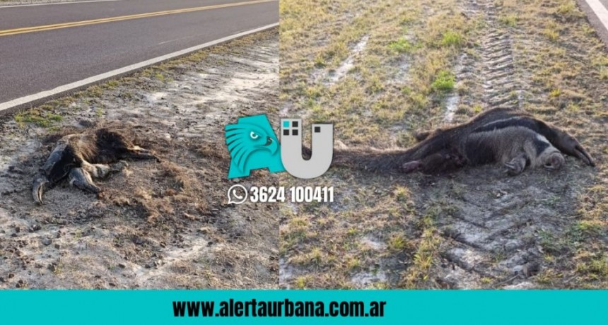  Hallan dos osos hormigueros muertos al costado de una ruta, cerca de Colonia Baranda