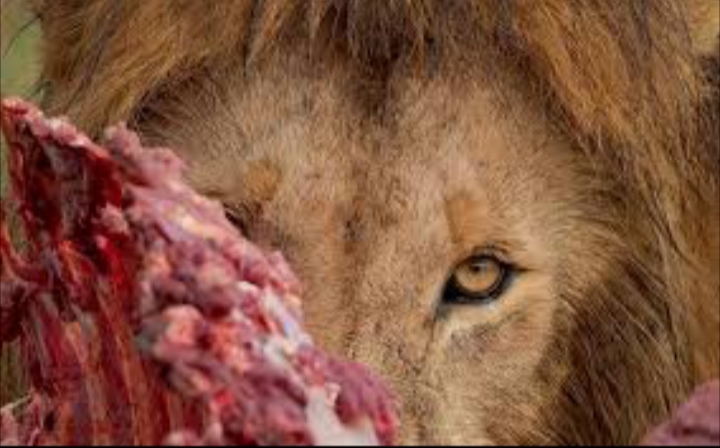 Tres niños fueron devorados por leones