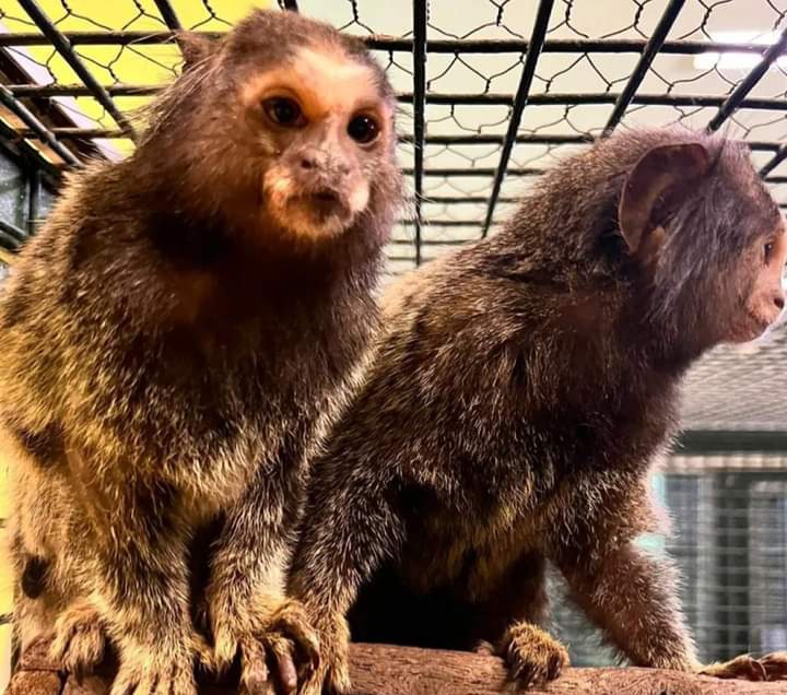 Dos monos Tití fueron rescatados, eran vendidos de forma ilegal en redes sociales 