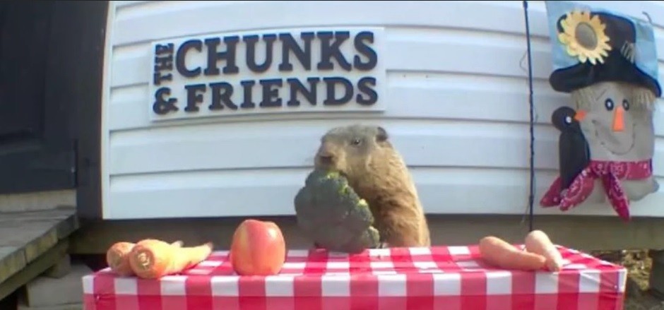 Una marmota se roba la cosecha de un granjero y se la come frente a la cámara