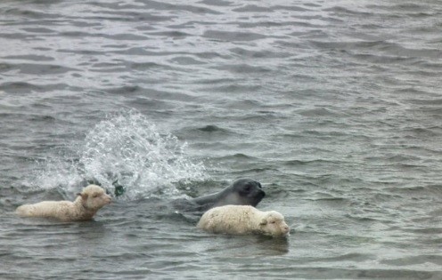 Captan a dos ovejas nadando junto a un elefante marino