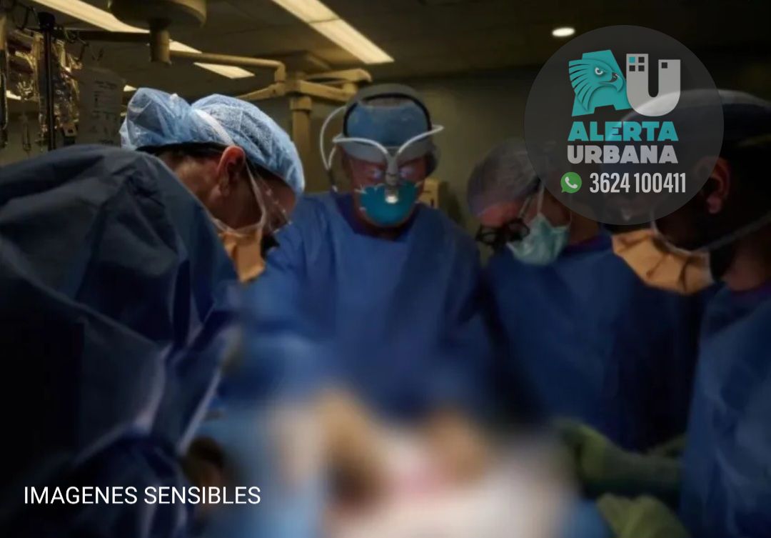 EE.UU: trasplantaron un riñón de cerdo a un hombre con muerte cerebral