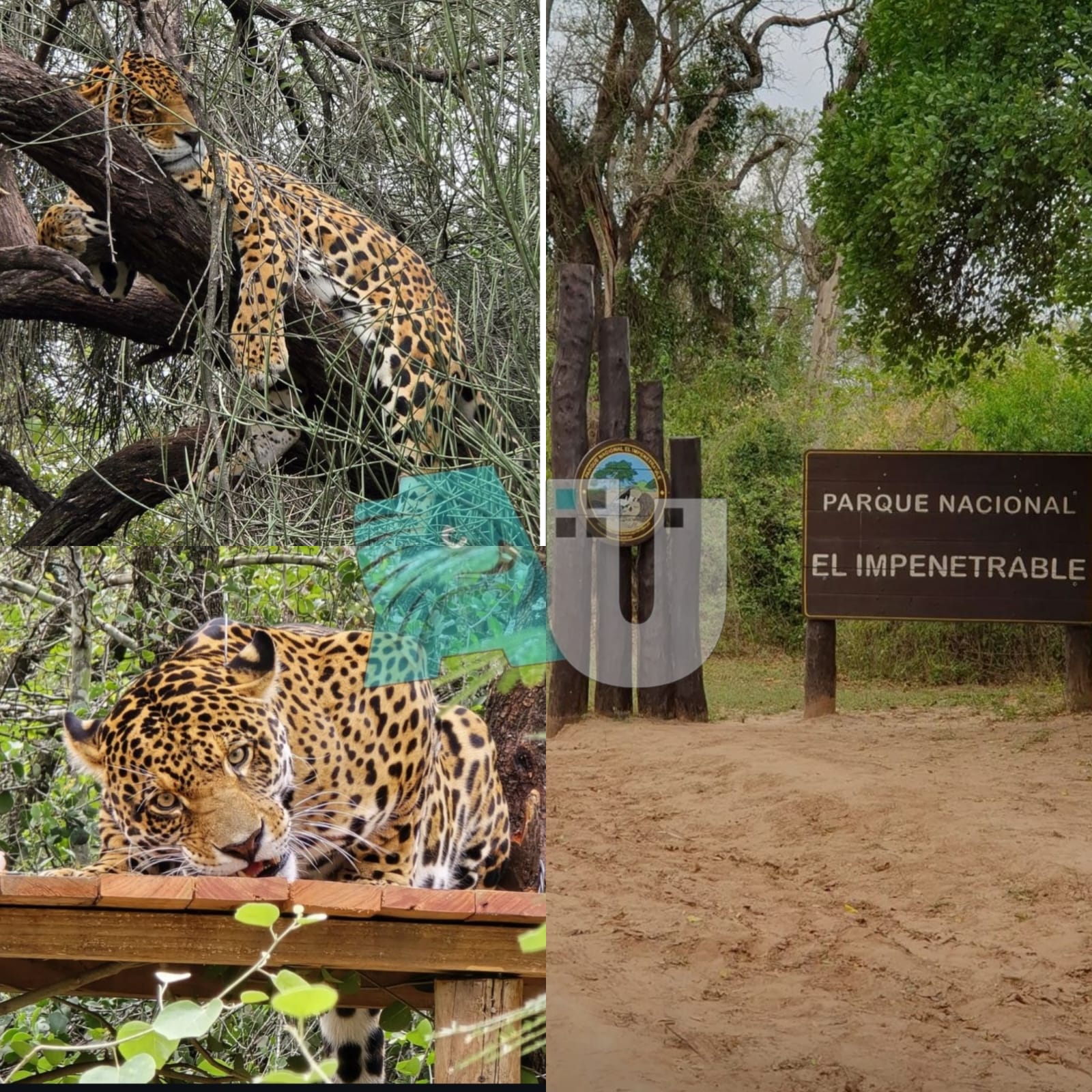 Nalá: Un yaguareté libre en nuestro bosque chaqueño