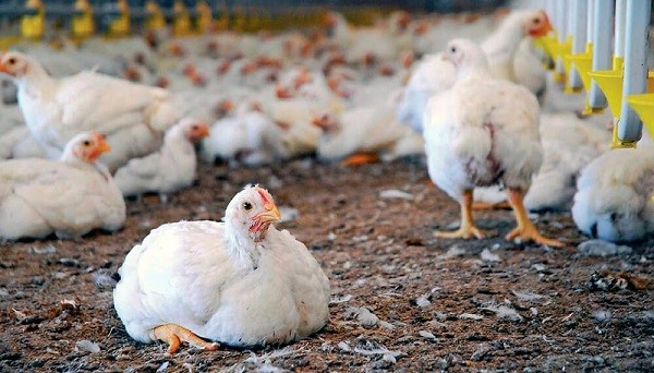 Para frenar contagios Francia volverá a vacunar contra la gripe aviar
