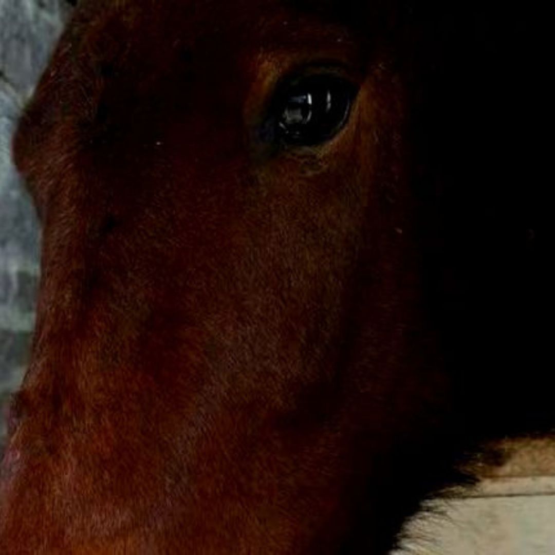 Dramático rescate de un caballo que se cayó a un pozo ciego y los perros le comieron las orejas