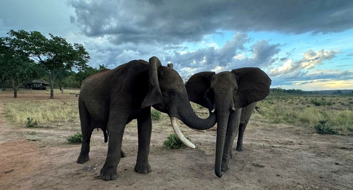 Por el hambre, Namibia va a faenar más de 700 elefantes, cebras e hipopótamos