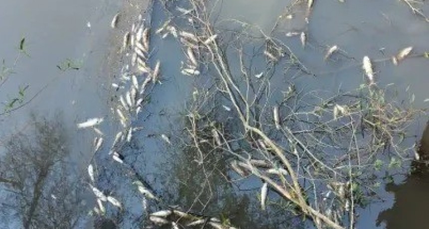 Preocupación por la aparición de peces muertos en arroyo de Corrientes