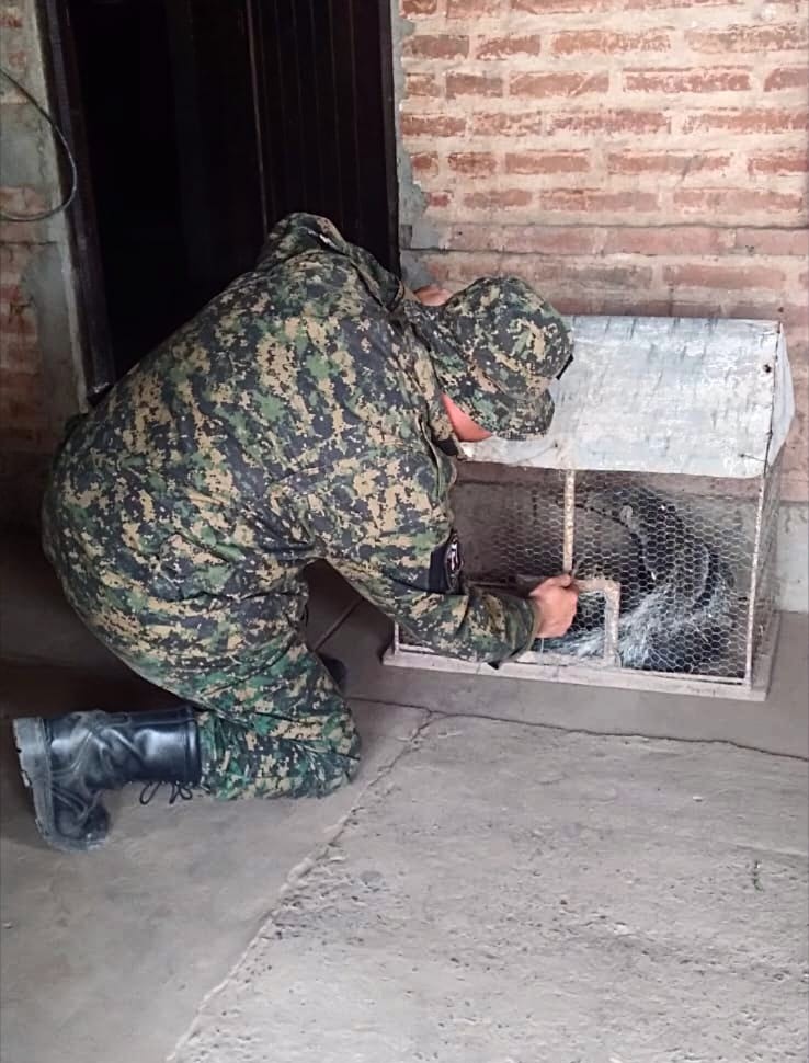 Sorpresa en Pampa del Infierno: encontró un oso hormiguero dentro de su patio