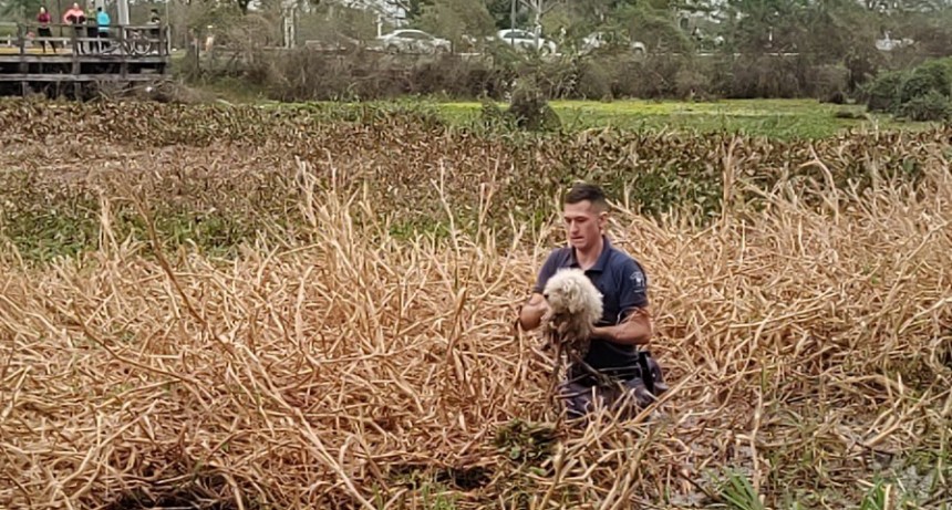 Resistencia: un perrito cayó a una laguna y efectivos lo salvaron 