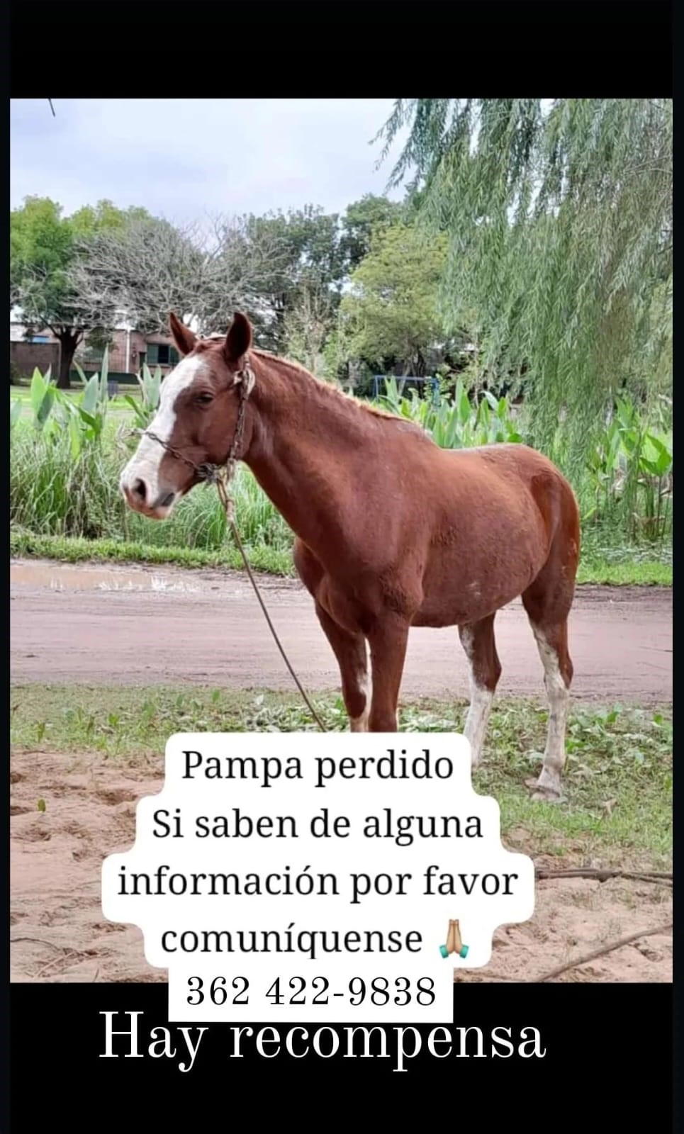 Comunidad Alerta: oyente busca recuperar su caballo y gratificará a los que aporten datos