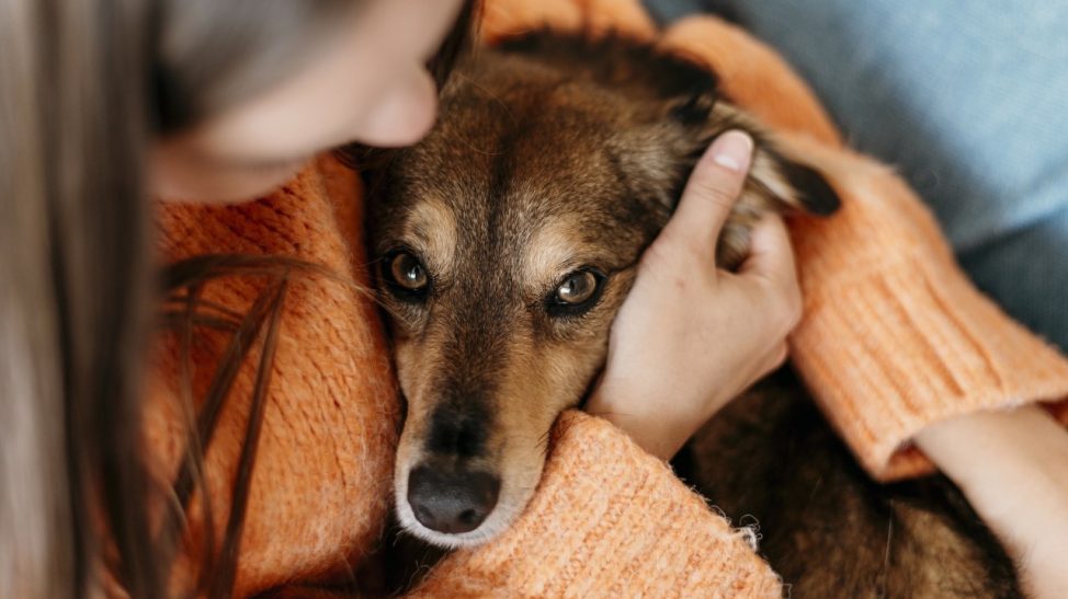 La ciencia y otro descubrimiento sobre los perros: qué nuevo beneficio les traen a sus dueños