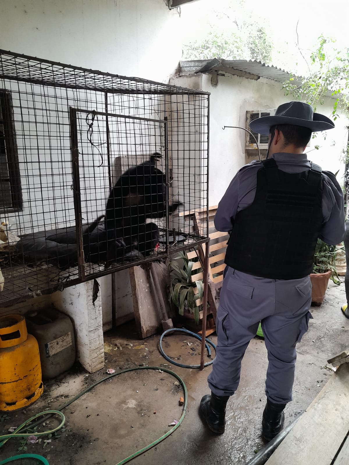 Resistencia: tenía un mono carayá encerrado en una jaula como mascota, fue detenida