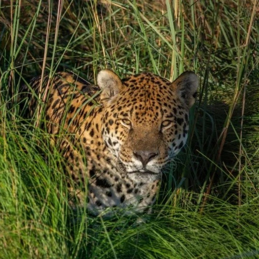 Dos yaguaretés encontraron su lugar en el parque Iberá