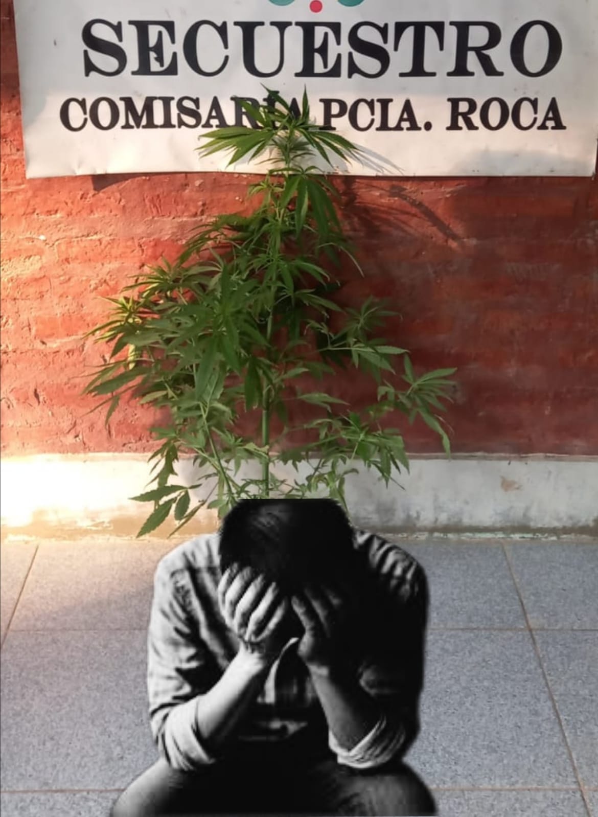 Lo mandó al muere: mujer entregó la planta de marihuana de su pareja a la Policía