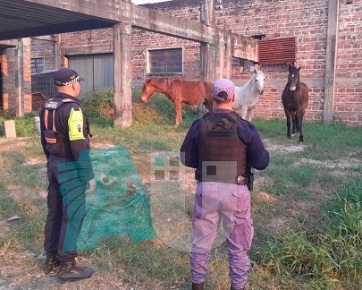 A quién avisar si hay animales sueltos en rutas o calles