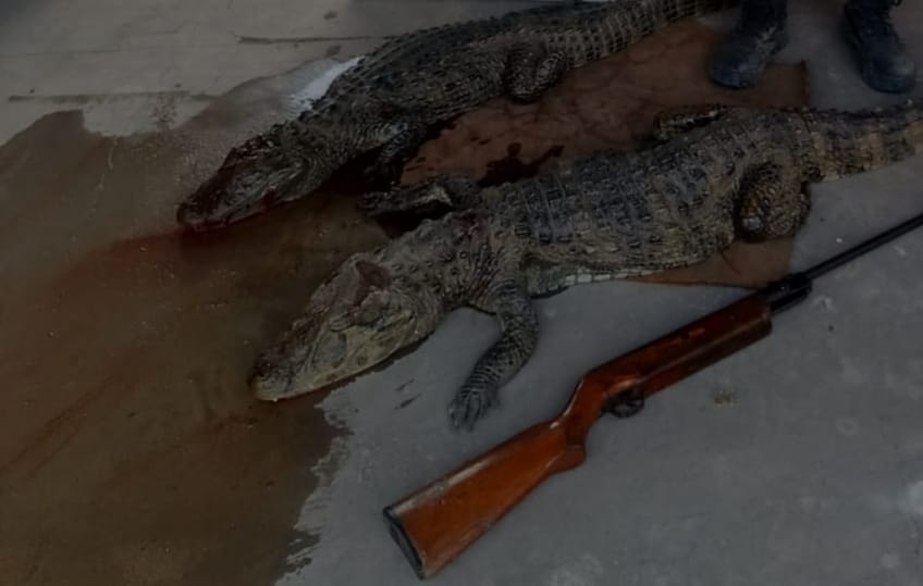 Cazador cazado: llevaba dos yacarés muertos escondidos en su camioneta